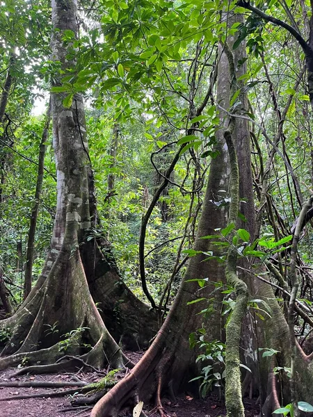 Eine Wunderschöne Landschaft Aus Alten Bäumen Einem Dschungel Costa Rica — Stockfoto