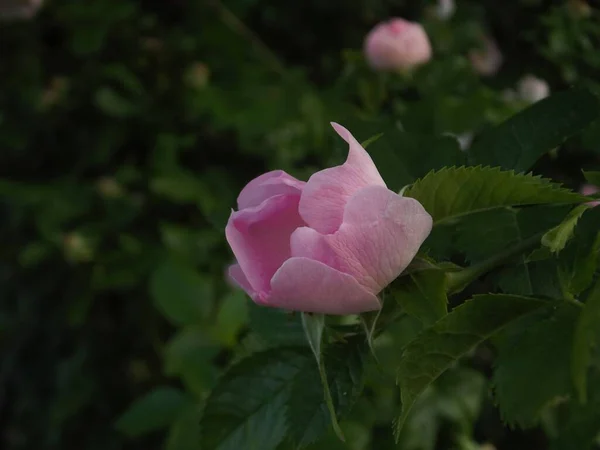 Селективный Снимок Розового Цветка Розы — стоковое фото