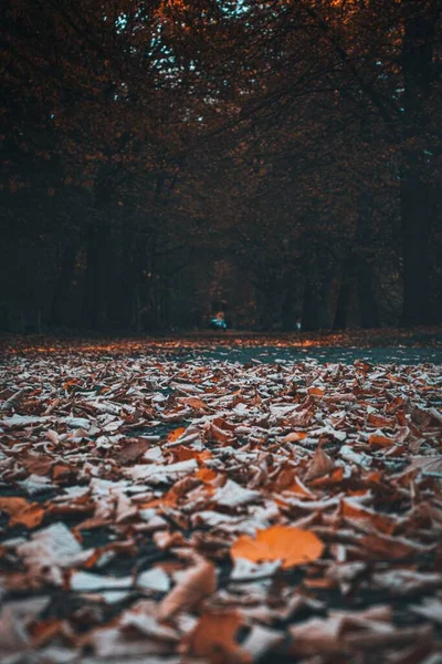 Path Surrounded Autumn Trees Forest — Fotografia de Stock