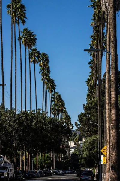 Vertical Palm Trees Boardwalk Sunny Day Los Angeles — Stock Photo, Image