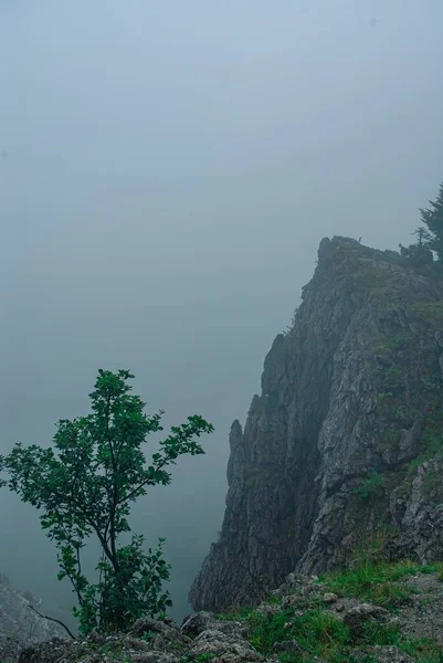 寒冷多雾的日子里 悬崖边孤零零的一棵树 — 图库照片