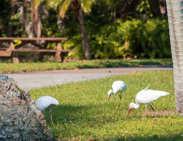 Eine Gruppe Amerikanischer Weißer Ibisse Auf Nahrungssuche Auf Grünem Gras — Stockfoto