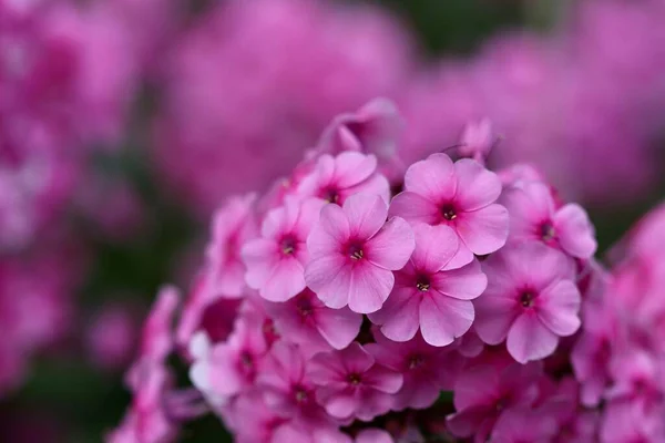 Eine Nahaufnahme Von Rosa Herbst Phlox Blüten — Stockfoto