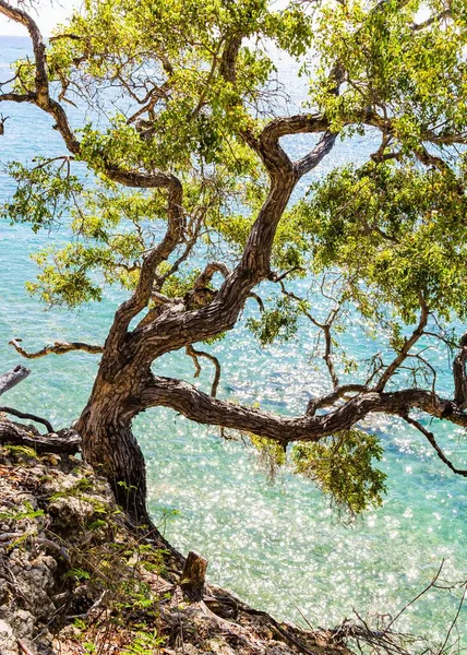 Ein Einsamer Junger Baum Wächst Der Nähe Des Strandes Chivirico — Stockfoto