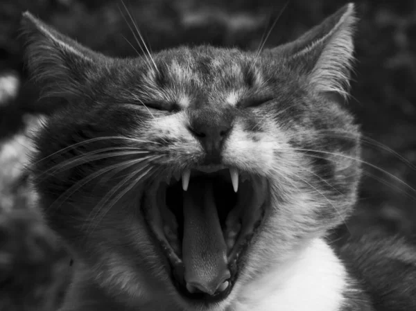 一只猫打呵欠的特写镜头 露出锋利的牙齿 后背有树 呈灰白色 — 图库照片