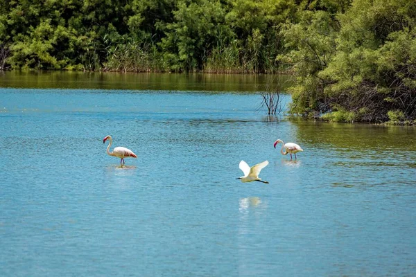 Hondo Doğal Parkı Nda Suda Tatlı Flamingolar — Stok fotoğraf
