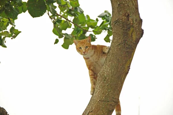Ung Ingefära Katt Ett Träd Och Tittar Kameran Med Nyfikenhet — Stockfoto