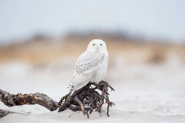 Güzel Bir Karlı Baykuş Görüntüsü — Stok fotoğraf