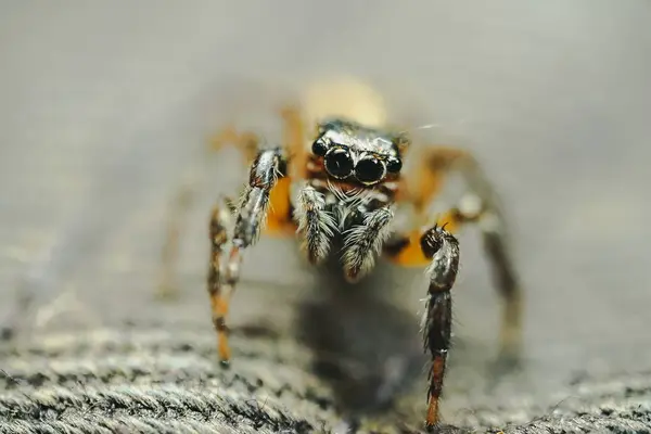 Makro Záběr Chlupatého Pavouka Plazícího Povrchu Tkaniny — Stock fotografie