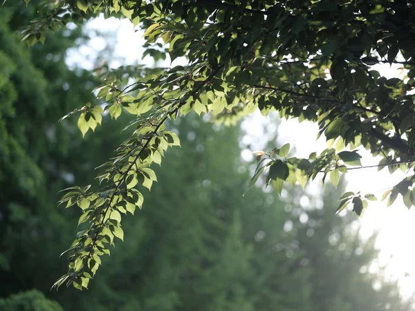 一缕美丽的阳光透过挂在公园树上的绿叶闪烁着 — 图库照片
