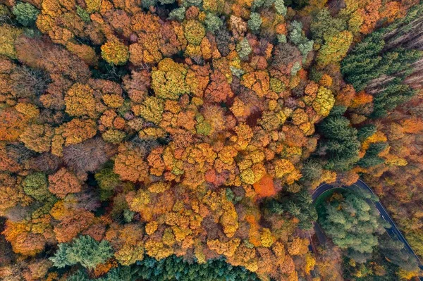 Vue Aérienne Une Forêt Avec Des Arbres Colorés Autour Solingen — Photo
