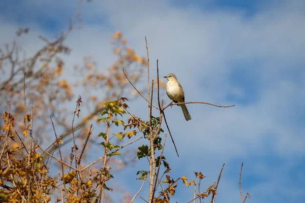 Багатоголосний Глузуючий Птах Mimus Polyglotos Відпочиває Дереві Хмарним Небом Задньому — стокове фото