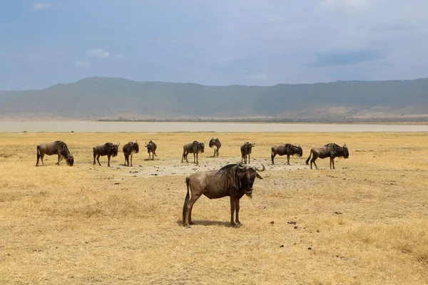 在阳光明媚的一天 一群蓝色的野牛站在广袤的黄色草原上 背景是群山 — 图库照片
