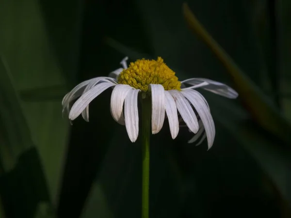 緑の葉に囲まれた日陰の庭で 黄色の雌しべと繊細な白い花弁のデイジーのクローズアップショット — ストック写真