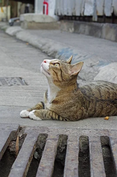街道上一只漂亮的猫俯瞰着路边的垂直镜头 — 图库照片