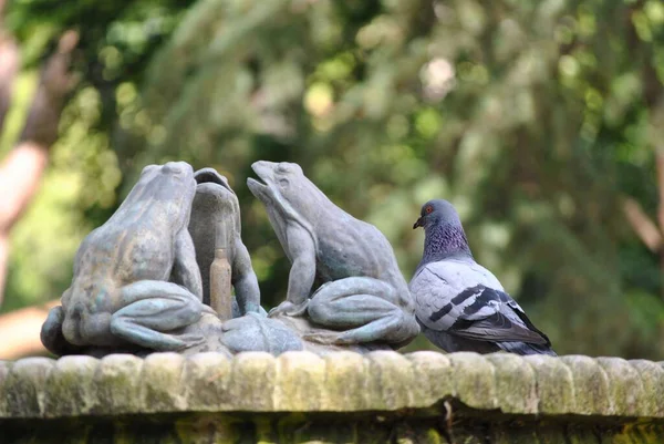 공원에 기념물 근처에 아름다운 비둘기 — 스톡 사진