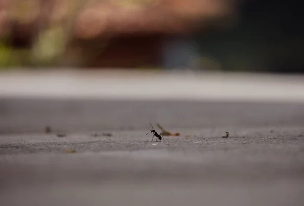 Eine Kleine Schwarze Ameise Auf Der Asphaltfläche Auf Dem Verschwommenen — Stockfoto
