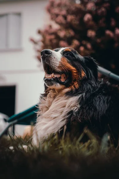 Вертикальный Снимок Бернской Горной Собаки Сидящей Смотрящей Открытым Ртом Саду — стоковое фото