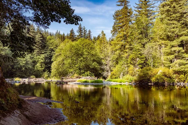 森と小さな湖の美しい景色 — ストック写真