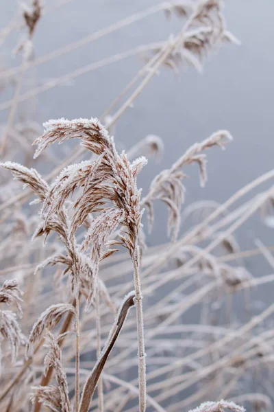 Вертикальный Снимок Глазированной Травы Зимой — стоковое фото
