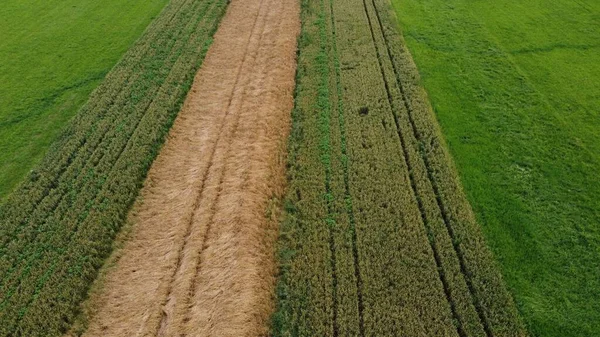 Une Vue Drone Des Grandes Cultures Agricoles Lumière Jour Dans — Photo