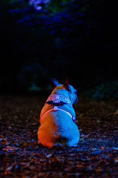 Tiro Vertical Bulldog Francês Com Luz Assustadora Halloween — Fotografia de Stock