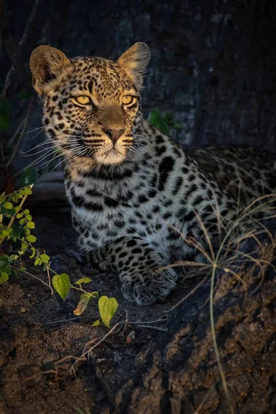 Impresionante Joven Leopardo Macho Mira Amanecer Sobre Sabana Africana —  Fotos de Stock
