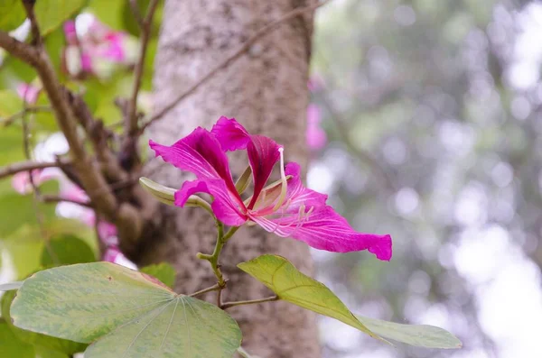 Die Bauhinie Steht Voller Blüte Sie Trägt Ein Rosa Kleid — Stockfoto