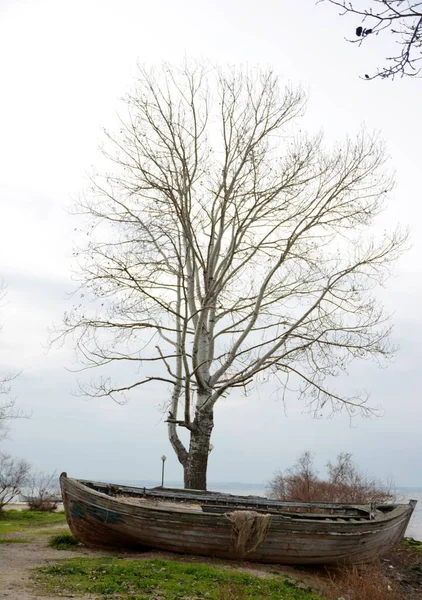 Eine Vertikale Aufnahme Eines Alten Holzbootes Verwitterten Baum — Stockfoto