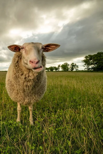 Schafe Stehen Und Liegen Auf Grüner Wiese Vor Bewölktem Himmel — Stockfoto