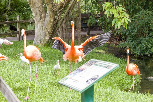 Close Grupo Flamingos Americanos Vermelhos Gramado Verde Parque Zoológico — Fotografia de Stock