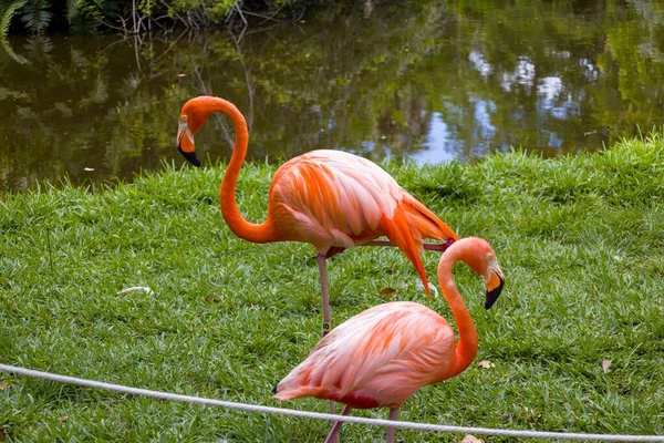 Närbild Grupp Röda Amerikanska Flamingos Grön Gräsmatta Zoologisk Park — Stockfoto