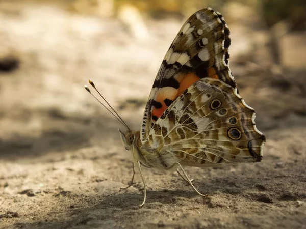 Nahaufnahme Einer Schmetterlingsdame Schatten Einem Sonnigen Tag Mit Verschwommenem Gras — Stockfoto