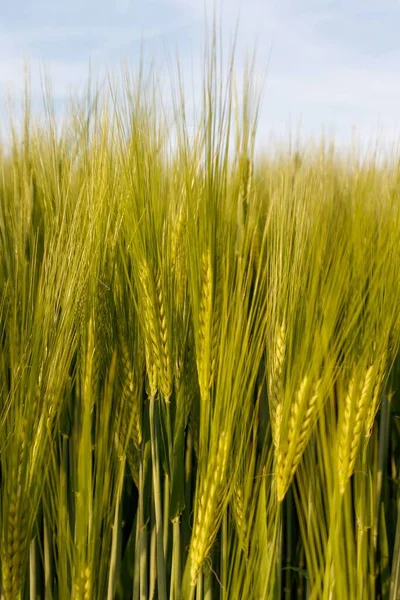 Вертикальный Крупный План Зеленого Пшеничного Поля — стоковое фото