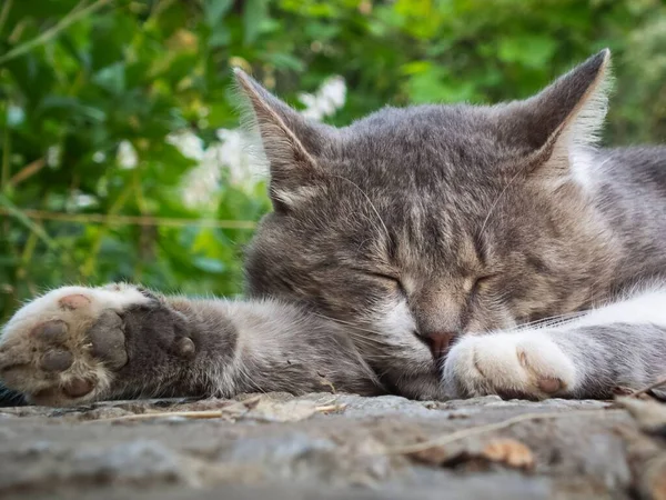 A closeup shot of a domestic cat sleeping outside, on a stone wall, with greens tree in the background