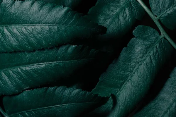 Närbild Mörkgröna Blad Växt — Stockfoto