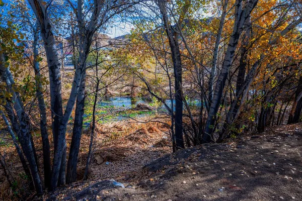 アメリカ合衆国ネバダ州ビーティの池の近くの木 — ストック写真