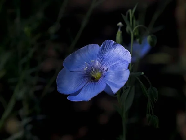 Zbliżenie Lewis Len Kwiat Ogrodzie — Zdjęcie stockowe