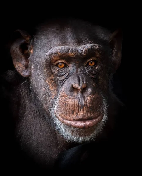 Πορτρέτο Μιας Μαϊμούς Μαύρο Φόντο — Φωτογραφία Αρχείου