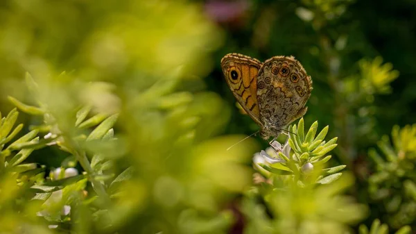 在阳光下田野里的植物上墙褐色蝴蝶的特写镜头 — 图库照片