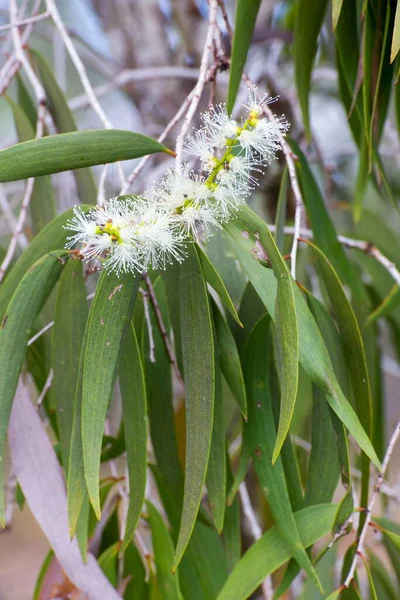 Lemon Bottlebrush Atherton Tableland Tropical North Queensland Australia — Stock Photo, Image