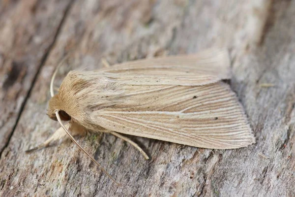 Detailed Closeup Fresh Emerged Shoulder Striped Wainscot Moth Mythimna Impura — Stock Photo, Image
