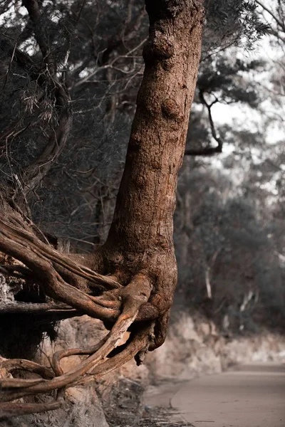阴郁的一天 背景模糊 森林里一棵令人毛骨悚然的树的垂直面 — 图库照片