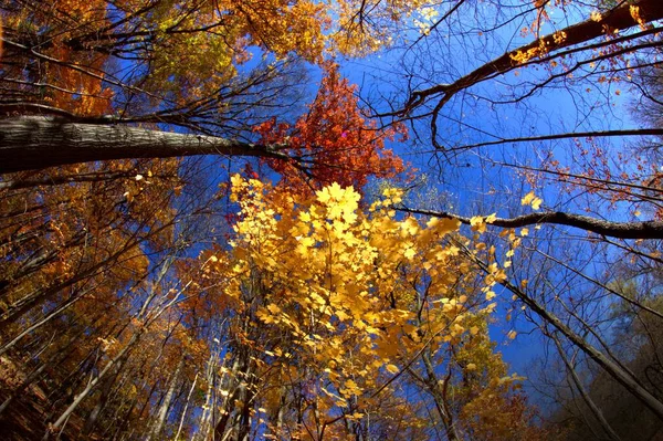 360 Degree Shot Yellow Orange Autumn Trees Bright Blue Sky — Stock Photo, Image