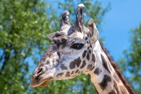 Крупный План Головы Жирафа Сияющими Глазами Красивыми Узорами Коже — стоковое фото