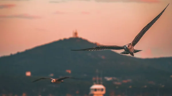 Beautiful Shot Seagulls Flying Sunset Sky — Stock Photo, Image