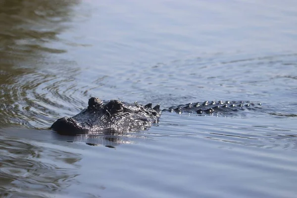 Een Dichtbij Shot Van Een Krokodil — Stockfoto