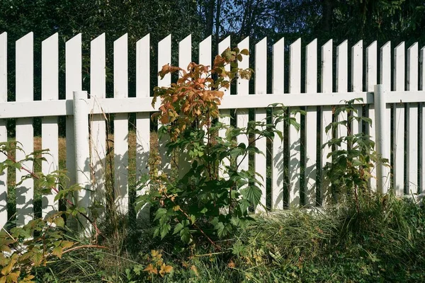 Closeup Plant Growing White Wooden Fence — Stock Photo, Image