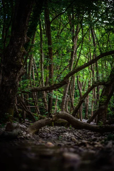 Ein Waldweg Umgeben Von Dichten Bäumen — Stockfoto