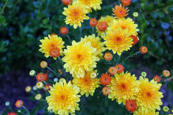 Closeup Pretty Yellow Chrysanthemum Mums Blossoms — Stock Photo, Image
